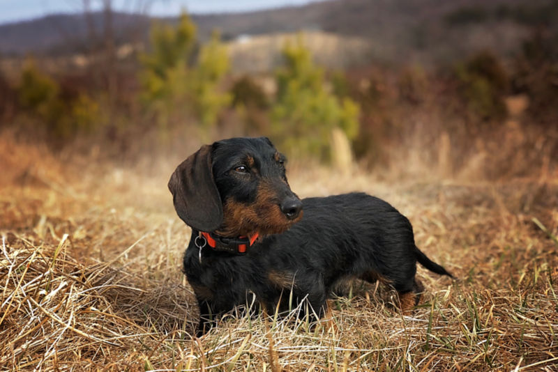 Orvis personalized outlet dog collar